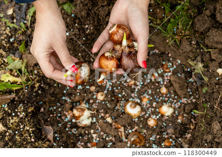 hands holding daffodil bulbs before planting in the ground hands holding daffodil bulbs before planting in the ground 118300449