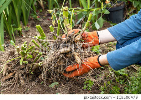 Hands hold dahlia tubers, just dug out of the ground for winter storage. Hands hold dahlia tubers, just dug out of the ground for winter storage. 118300479