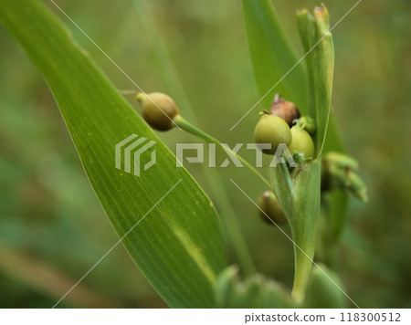 九月開始成熟的十足玉 九月開始成熟的十足玉 118300512