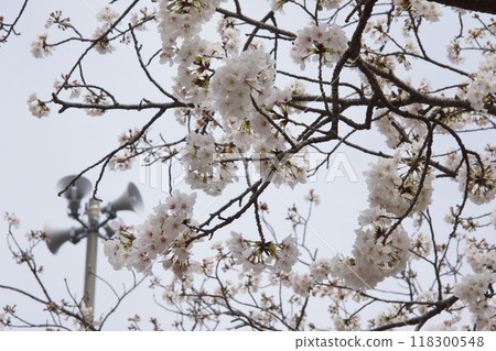 Spring scenery of Imaizumi, Kamakura city - Cherry blossoms Spring scenery of Imaizumi, Kamakura city - Cherry blossoms 118300548