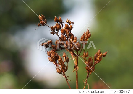 After the flowers of the morning glory, 2024 118300657