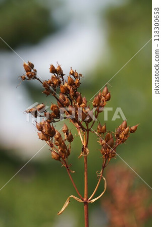 翠金柳開花後/2024㋇ 118300658