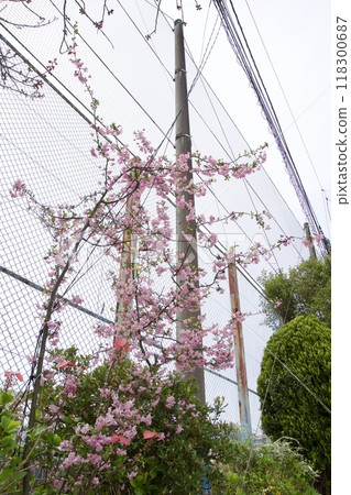 Spring scenery of Imaizumi, Kamakura city - Cherry blossoms Spring scenery of Imaizumi, Kamakura city - Cherry blossoms 118300687