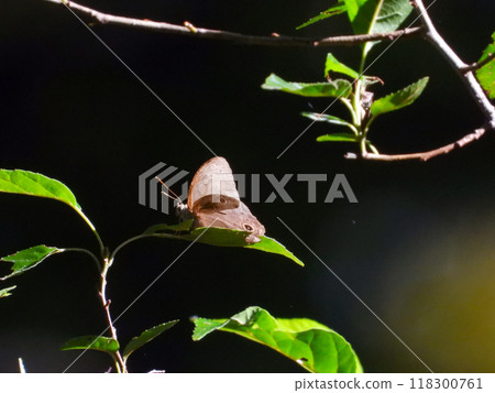 butterfly perched on a leaf 118300761