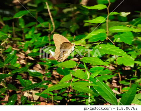 butterfly perched on a leaf 118300762