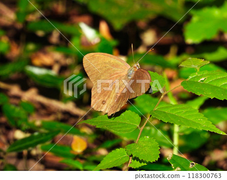 butterfly perched on a leaf butterfly perched on a leaf 118300763