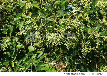 Ligustrum moniliforme - 2024 Ligustrum moniliforme - 2024 118300929