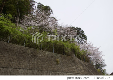Spring scenery of Imaizumi, Kamakura city - Cherry blossoms Spring scenery of Imaizumi, Kamakura city - Cherry blossoms 118301226