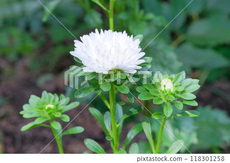 Asters is blooming. Romantic plants. Nature floral background. Blooming flowers in meadow. Cottage garden. Asters is blooming. Romantic plants. Nature floral background. Blooming flowers in meadow. Cottage garden. 118301258