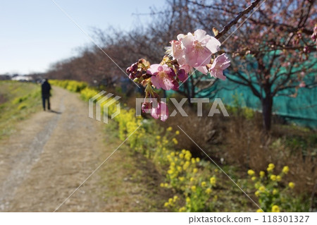 Springtime Kawazu Cherry Blossoms on the Koide River 118301327