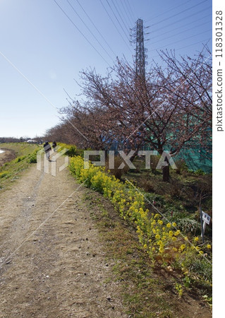 Springtime Kawazu Cherry Blossoms on the Koide River 118301328
