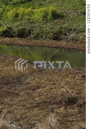 Springtime Kawazu Cherry Blossoms on the Koide River Springtime Kawazu Cherry Blossoms on the Koide River 118301418
