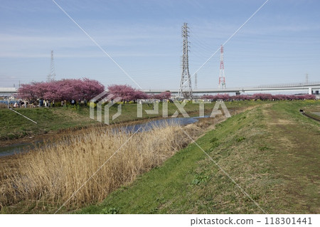 Springtime Kawazu Cherry Blossoms on the Koide River 118301441