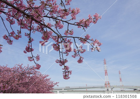 Springtime Kawazu Cherry Blossoms on the Koide River 118301508