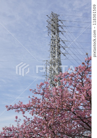 春天的小出川的河津櫻 春天的小出川的河津櫻 118301509