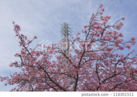 春天的小出川的河津櫻 春天的小出川的河津櫻 118301511