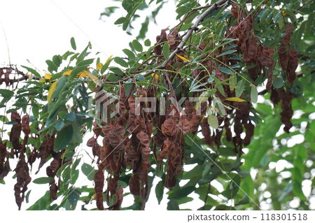 Robinia pseudoacacia 2024 Robinia pseudoacacia 2024 118301518