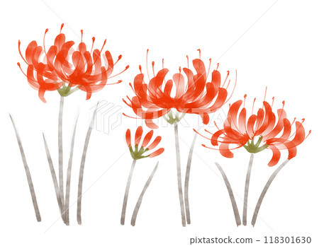 Sumi-e illustration of red spider lily 118301630