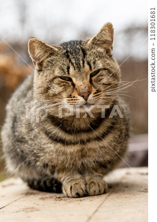 Cat sitting on the porch 118301681