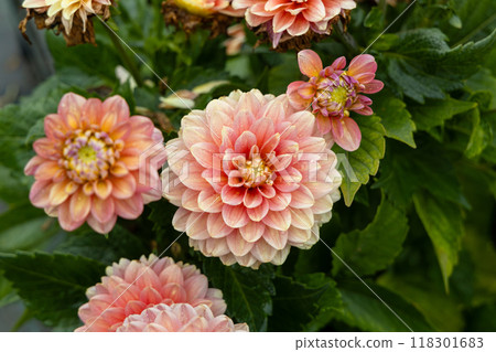 Decorative dahlia 'Hillcrest Firecrest' in flower 118301683