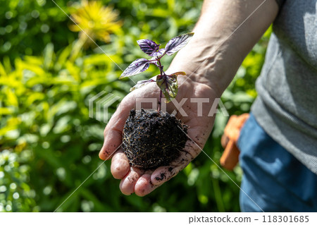 A male farmer holds a basil seedling in his hands. Agriculture and farming concept. A male farmer holds a basil seedling in his hands. Agriculture and farming concept. 118301685