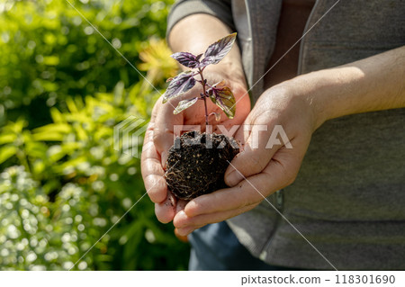 A male farmer holds a basil seedling in his hands. Agriculture and farming concept. A male farmer holds a basil seedling in his hands. Agriculture and farming concept. 118301690