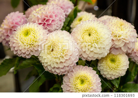 Pink dahlia in bouquet Pink dahlia in bouquet 118301693