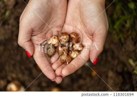 hand sadi in soil-soil flower bulbs. Hand holding a crocus bulb before planting in the ground hand sadi in soil-soil flower bulbs. Hand holding a crocus bulb before planting in the ground 118301694