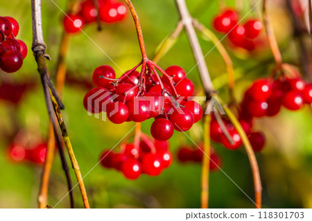 Viburnum branches with red berries on a gray autumn blurred background Viburnum branches with red berries on a gray autumn blurred background 118301703
