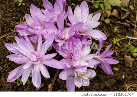 Colchicum autumnale 'Waterlily' an autumn fall flower bulb plant commonly known as Autumn Crocus stock photo image 118301704