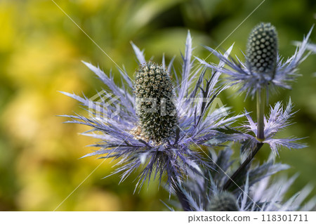 Eryngium alpinum 'Blue Jackpot' also known as Blue Sea Holly 118301711