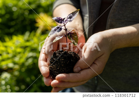 A male farmer holds a basil seedling in his hands. Agriculture and farming concept. A male farmer holds a basil seedling in his hands. Agriculture and farming concept. 118301712
