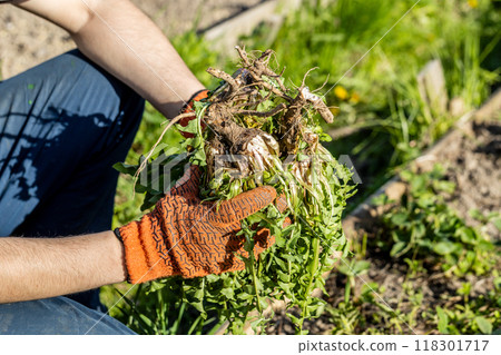 Gardeners hand holding a weed bunch, dandelion plant with large roots system. Gardeners hand holding a weed bunch, dandelion plant with large roots system. 118301717