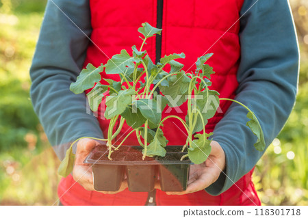 Cabbage seedlings in the hands of a person. Young cabbage. Summer in the garden Cabbage seedlings in the hands of a person. Young cabbage. Summer in the garden 118301718