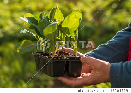 Cabbage seedlings in the hands of a person. Young cabbage. Summer in the garden Cabbage seedlings in the hands of a person. Young cabbage. Summer in the garden 118301719