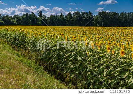 Sunflowers close up in field with the blue sky Sunflowers close up in field with the blue sky 118301720