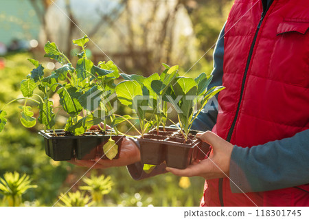 Cabbage seedlings in the hands of a person. Young cabbage. Summer in the garden 118301745