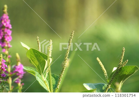 Flower spike of Chinese lantern plant, 2024 Flower spike of Chinese lantern plant, 2024 118301754