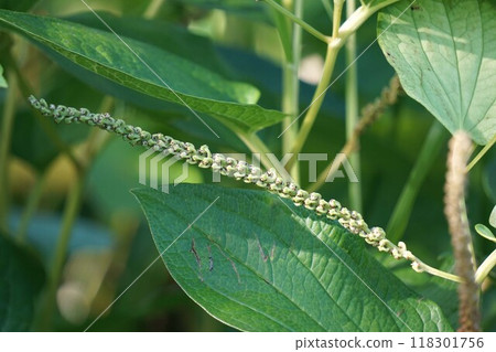 Flower spike of Chinese lantern plant, 2024 118301756