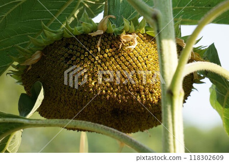 Sunflower flower 2024 Sunflower flower 2024 118302609