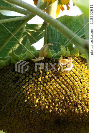 向日葵花・2024㋇ 向日葵花・2024㋇ 118302611