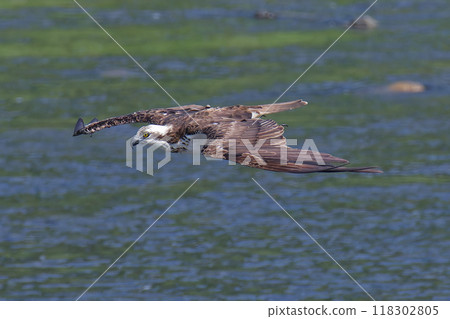 Osprey flying in search of fish 118302805
