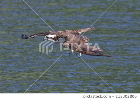 Osprey about to capture prey Osprey about to capture prey 118302806