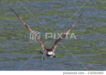 Osprey flying on the surface of the water Osprey flying on the surface of the water 118302893