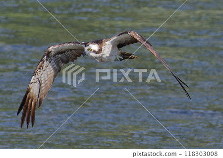 Osprey jumping out of the water 118303008