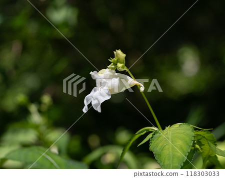 Impatiens textori, a white-flowered variety of Impatiens textori 118303033