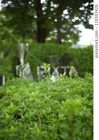 夏季公園景觀 118303426
