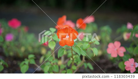 Summer park landscape 118303439