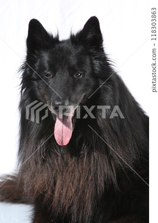 Nice belgian shepherd groenendael on white background Nice belgian shepherd groenendael on white background 118303863