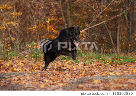 Amazing belgian shepherd groenendael running 118303880